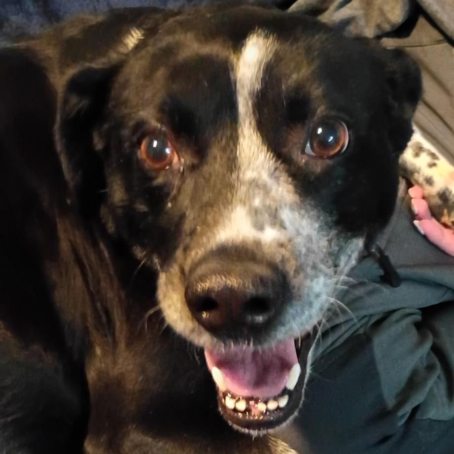 Melanie, a ADOPTABLE mixed breed in Dubuque, IA image 2/2