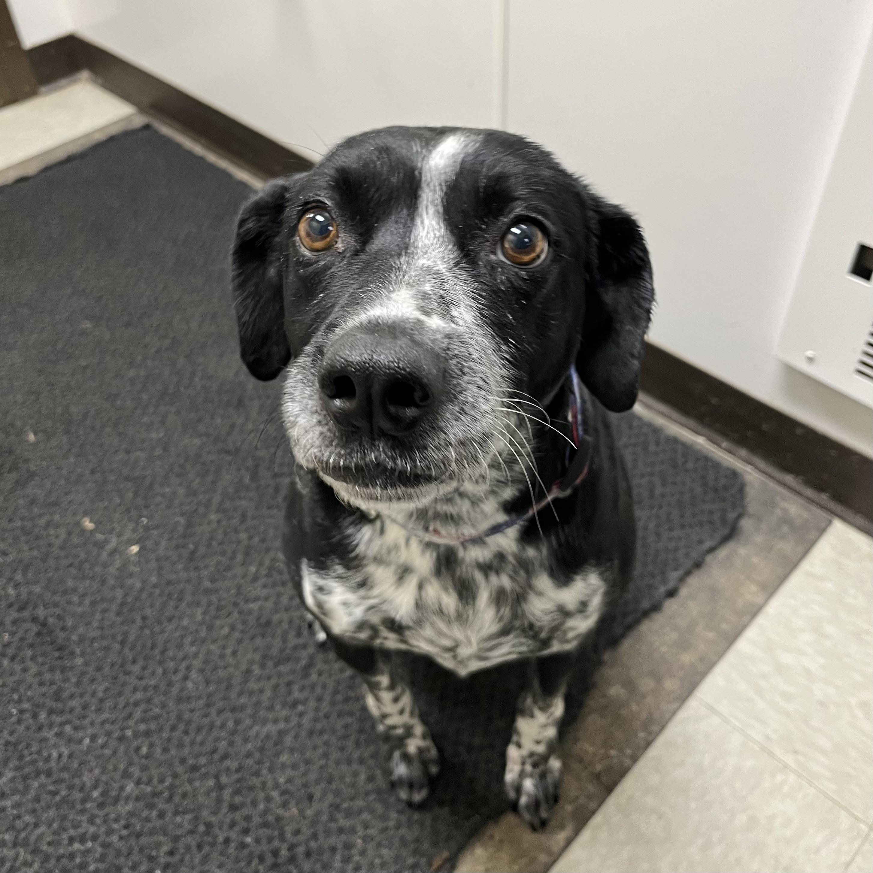 Melanie, ADOPTABLE, Adult Female Mixed Breed.