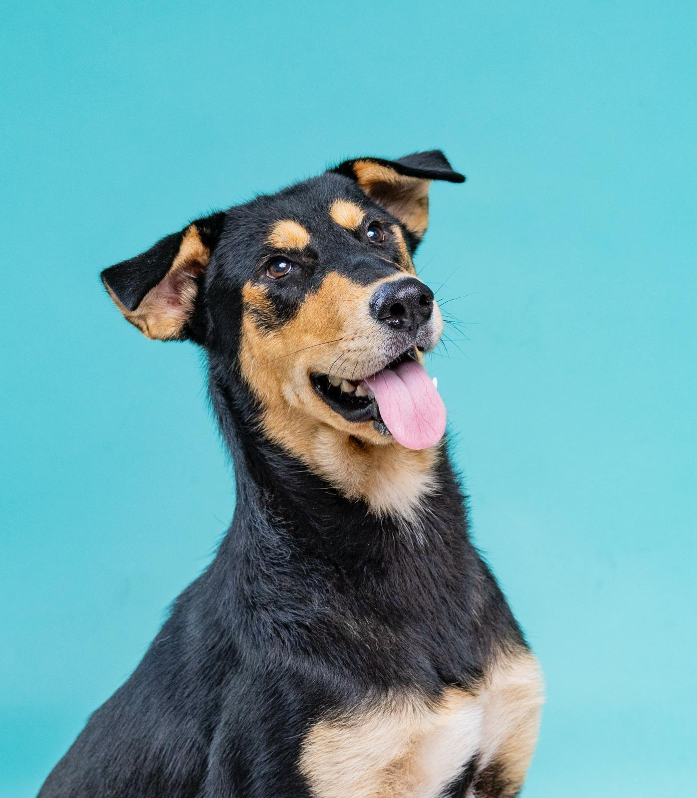 Enlarge Luna, a Adoptable mixed breed in Portland, OR image 1/4