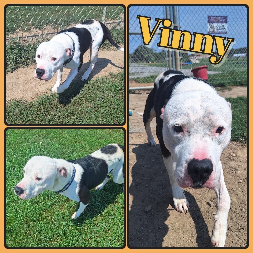 Vinny - Fee Waived, Adoptable, Adult Male American Staffordshire Terrier.