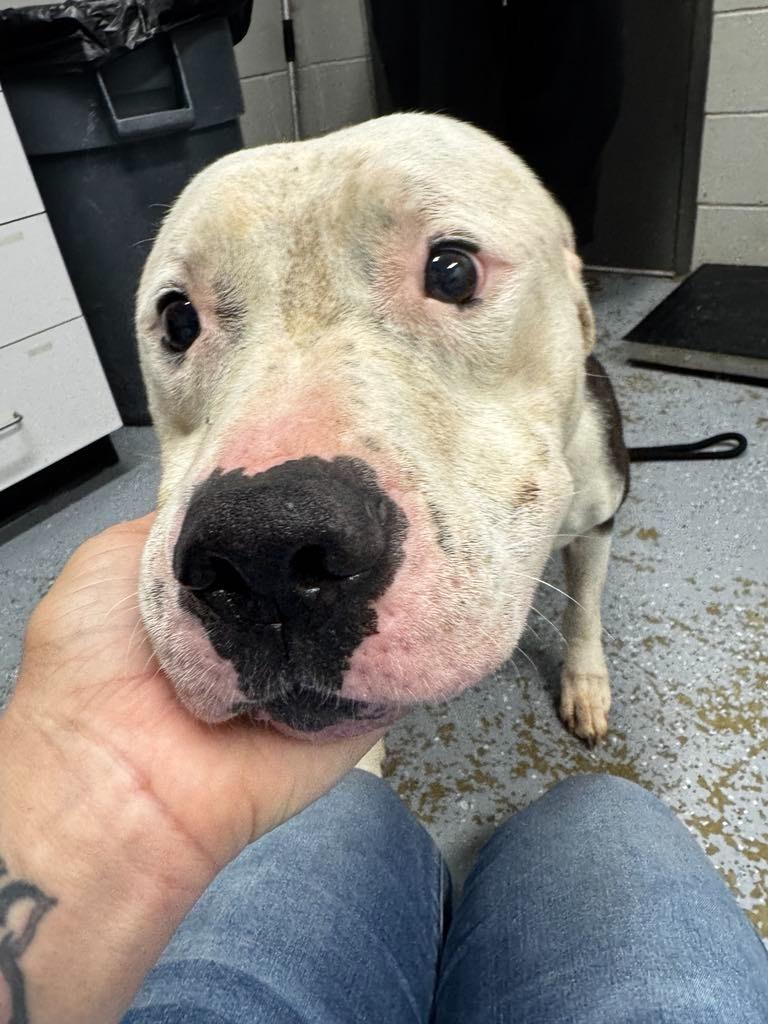 Enlarge Vinny - Fee Waived, a Adoptable American Staffordshire Terrier in Pierceton, IN image 2/3