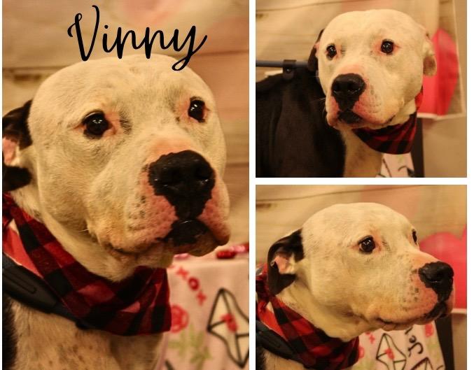 Enlarge Vinny - Fee Waived, a Adoptable American Staffordshire Terrier in Pierceton, IN image 3/3