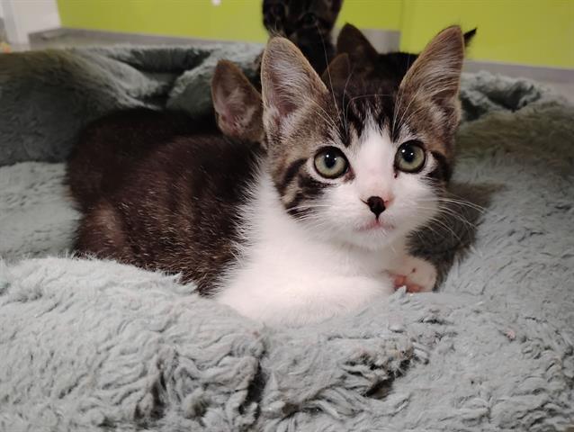GUY, Adoptable, Kitten Male Domestic Short Hair.