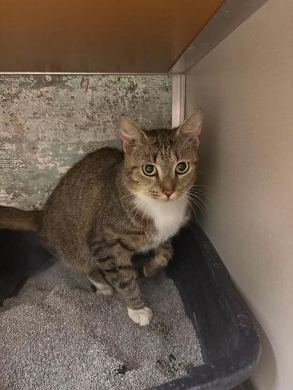 Enlarge Bo Peep, a Adoptable mixed breed in Paducah, KY image 1/1