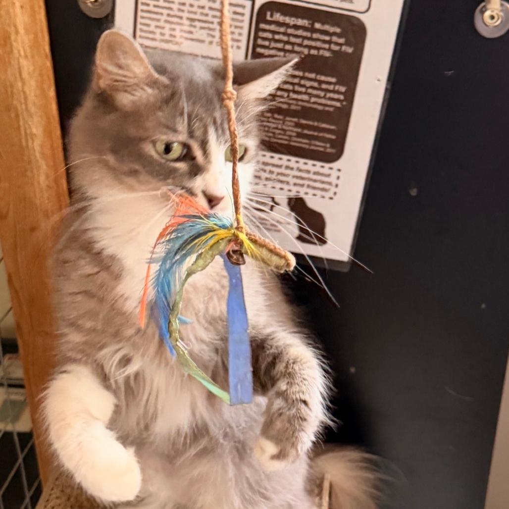 Micah, Adoptable, Young Female Domestic Medium Hair.
