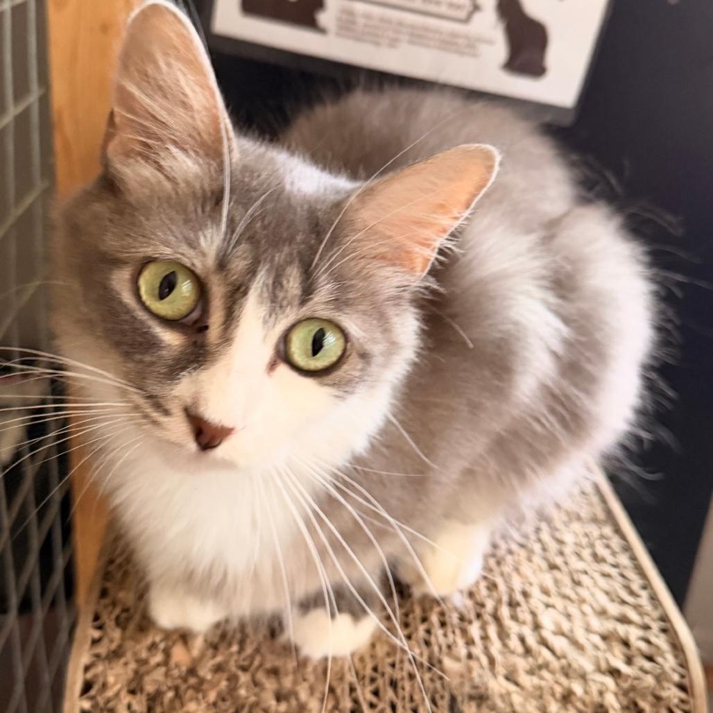 Enlarge Micah, a Adoptable Domestic Medium Hair in Richland, MI image 2/4