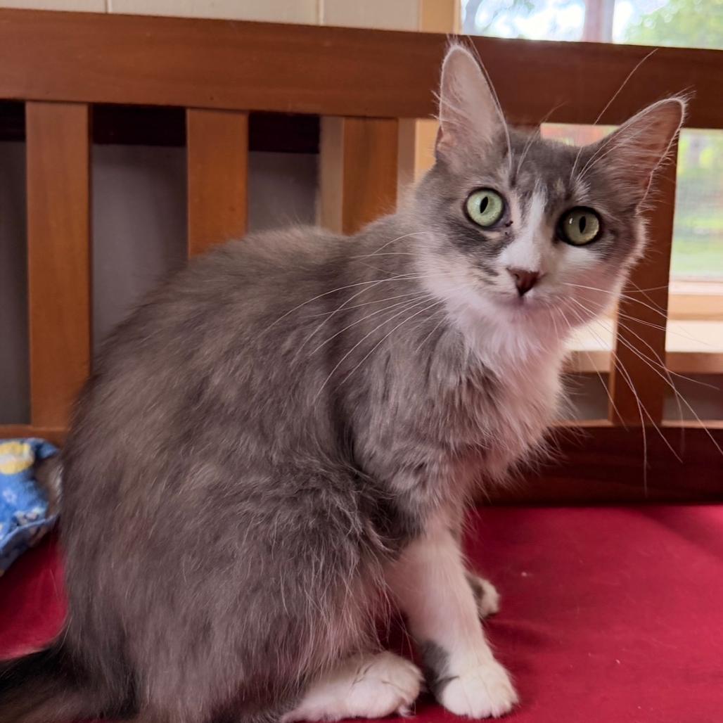 Enlarge Micah, a Adoptable Domestic Medium Hair in Richland, MI image 3/4