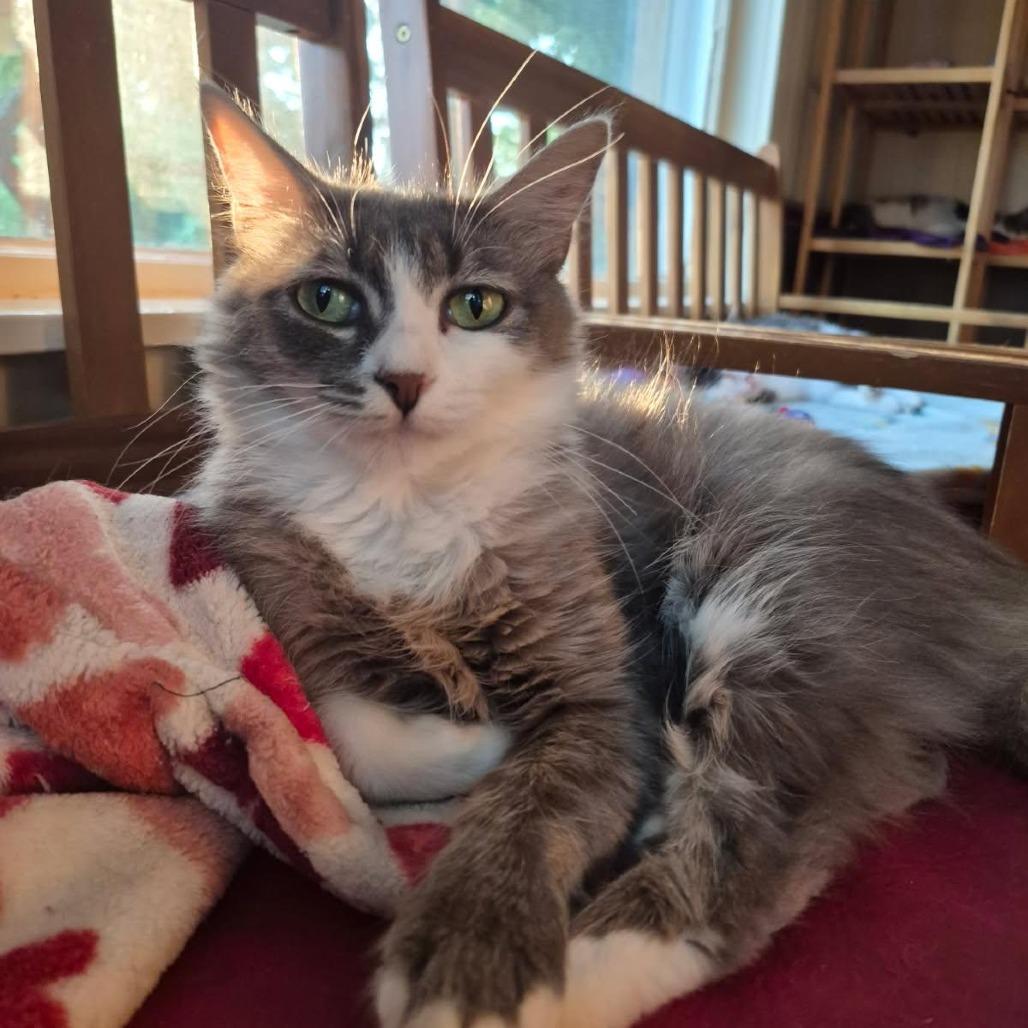 Micah, Adoptable, Young Female Domestic Medium Hair.