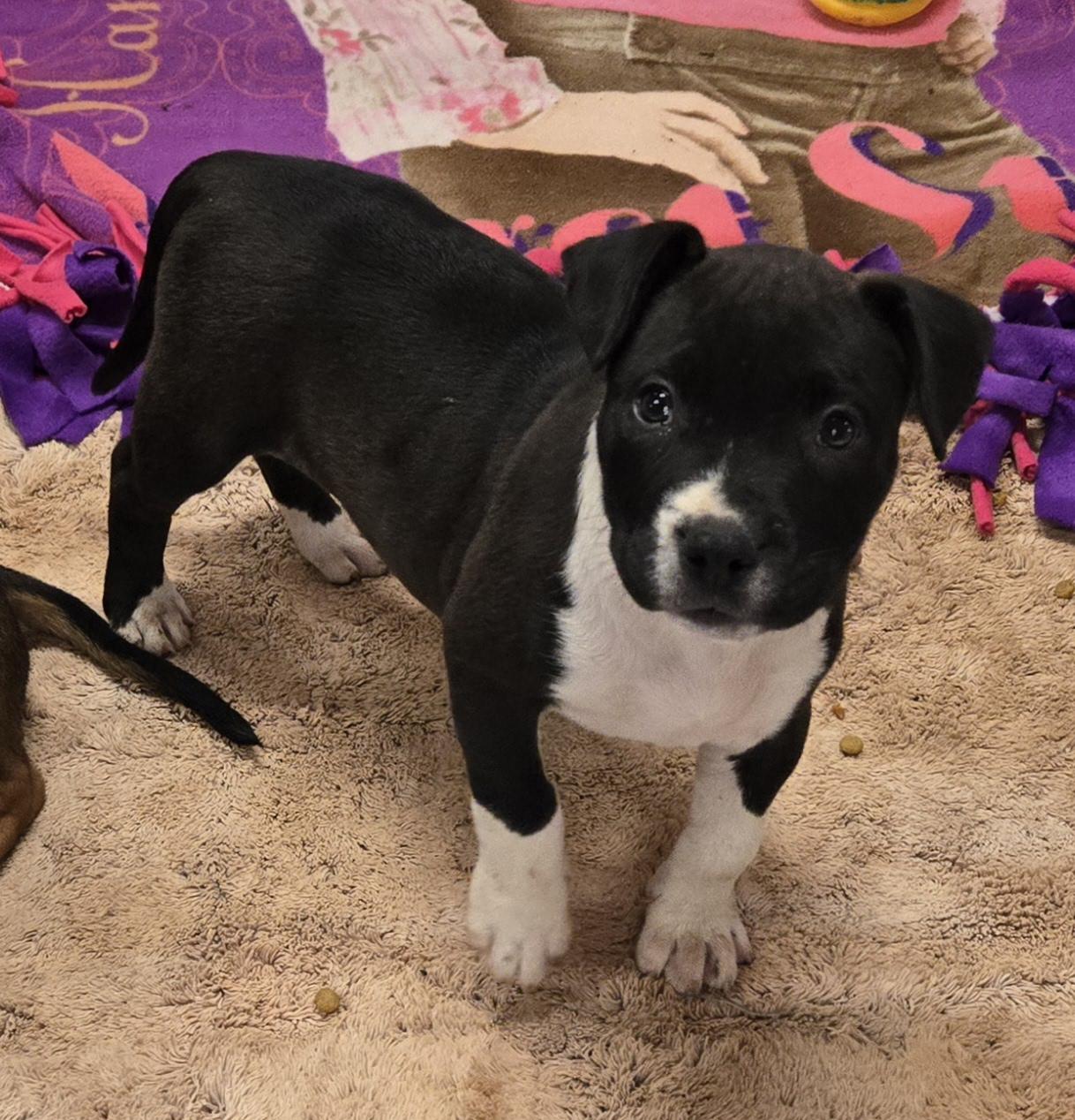 Maggie, a Adoptable mixed breed in Abbeville, SC image 1/3