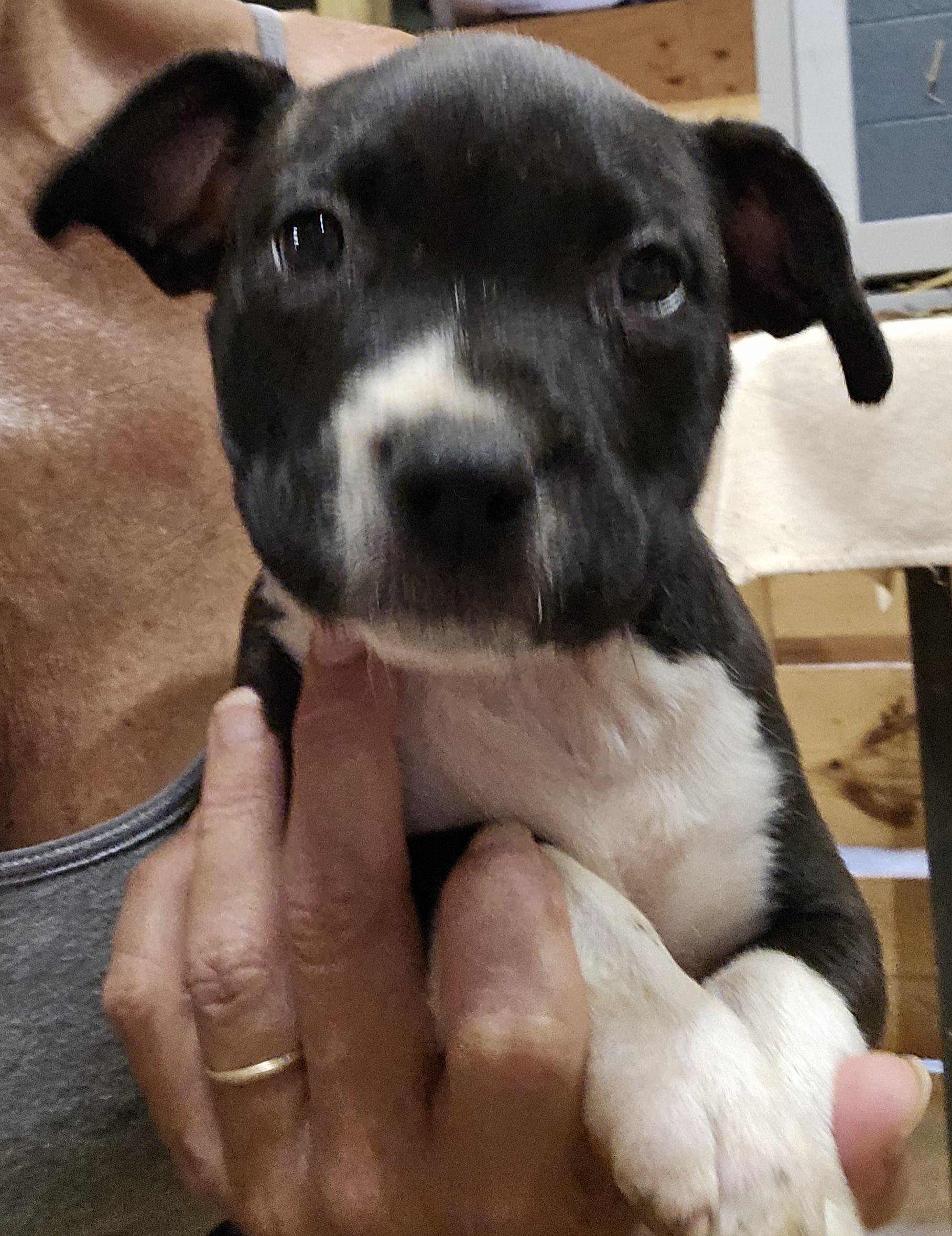 Maggie, a Adoptable mixed breed in Abbeville, SC image 3/3