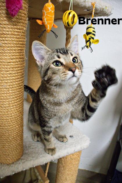 Brenner, Adoptable, Kitten Male Domestic Short Hair & Domestic Short Hair.