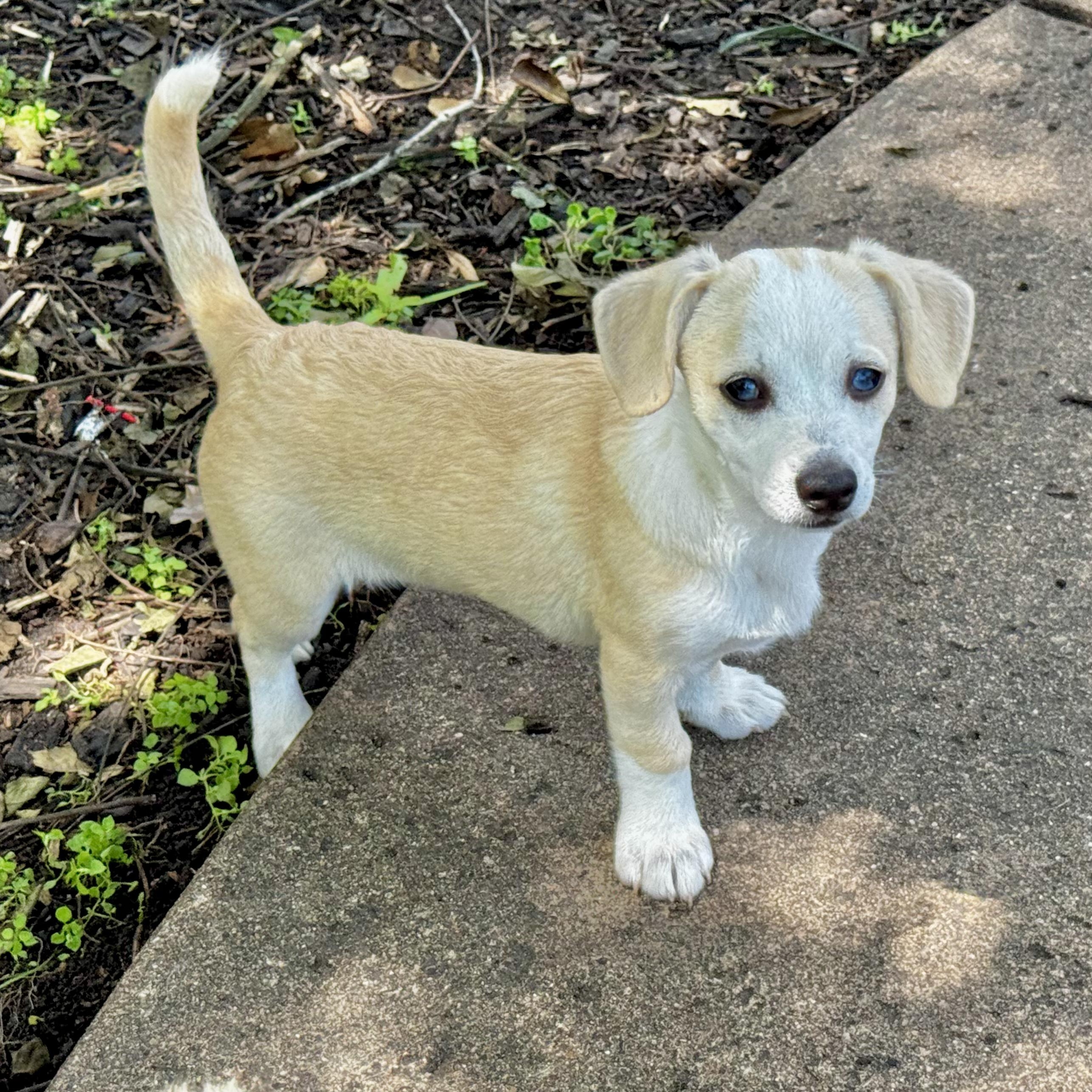 Enlarge Eleanor, a ADOPTABLE mixed breed in Boston, MA image 4/7