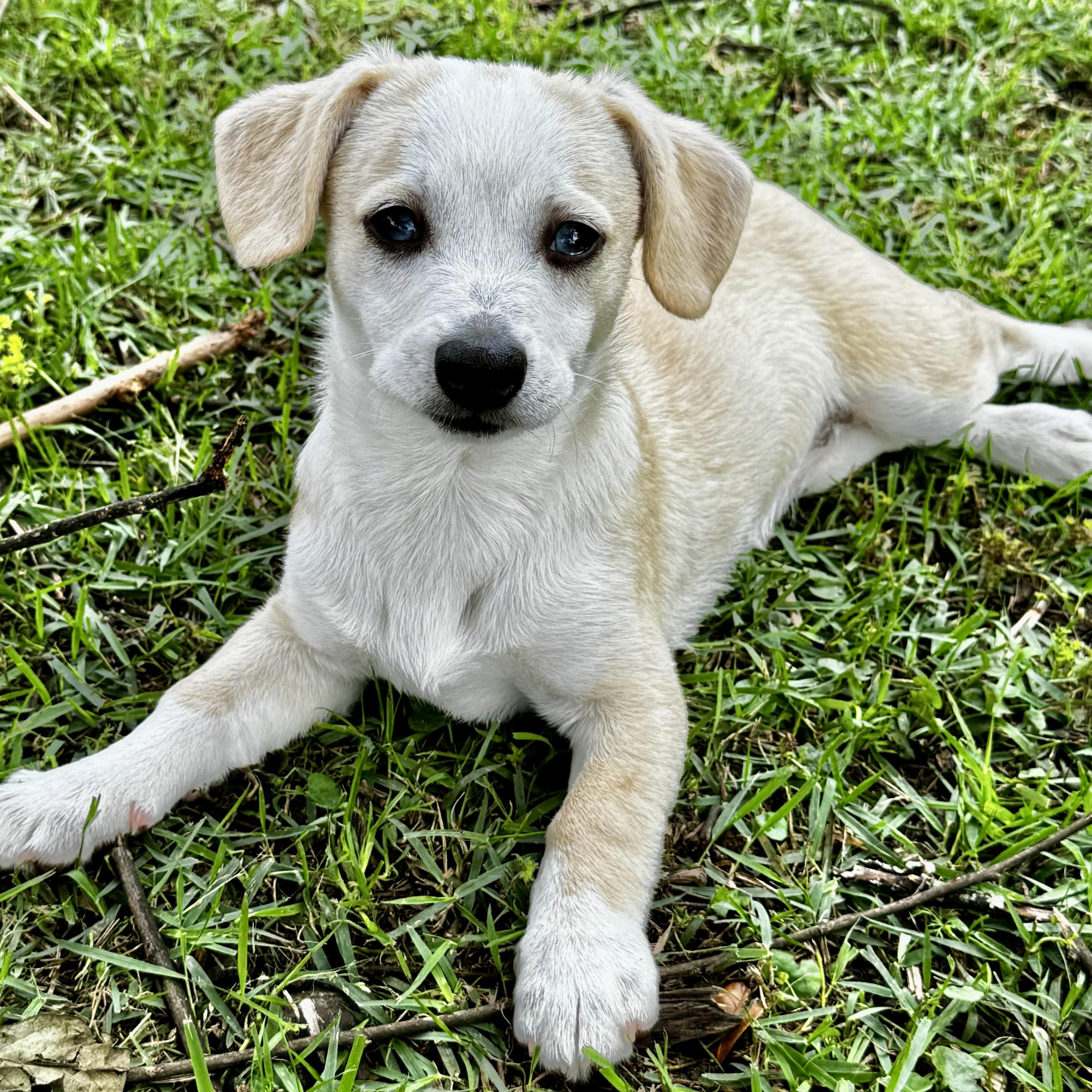 Enlarge Eleanor, a ADOPTABLE mixed breed in Boston, MA image 2/7