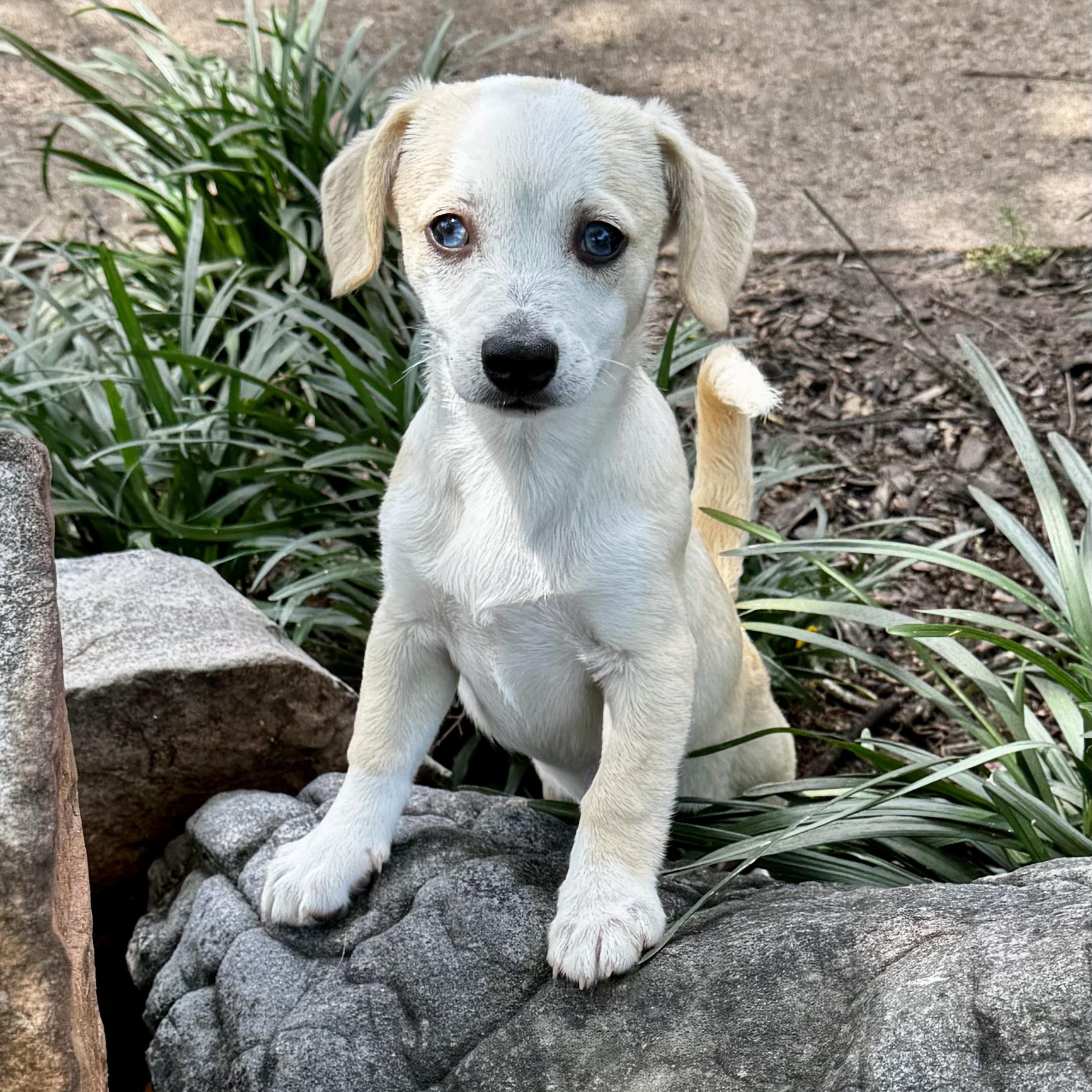 Enlarge Eleanor, a ADOPTABLE mixed breed in Boston, MA image 5/7