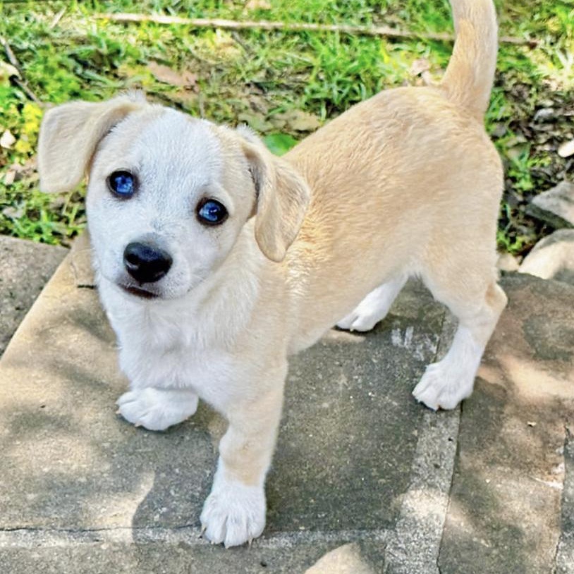 Enlarge Eleanor, a ADOPTABLE mixed breed in Boston, MA image 1/7