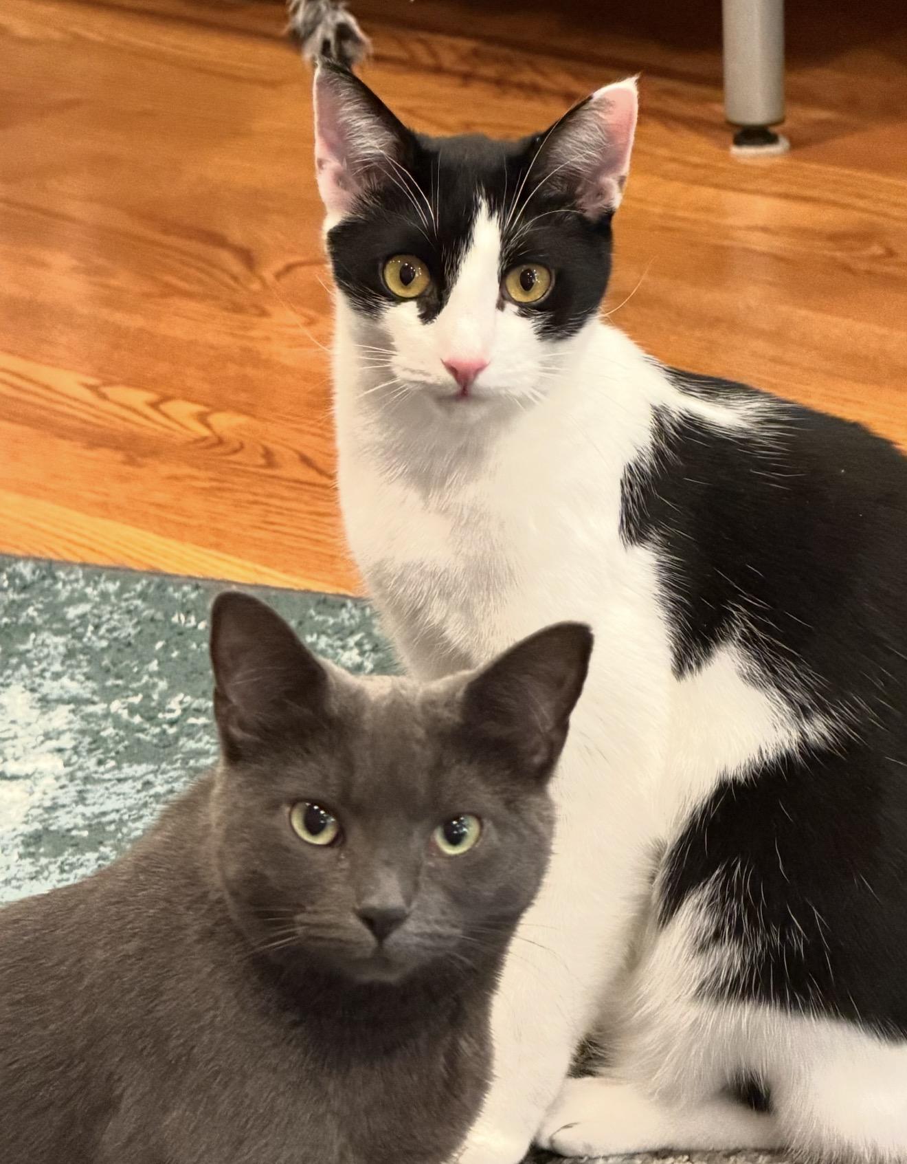 Adoree and Pogo, Adoptable, Young Female Domestic Short Hair.