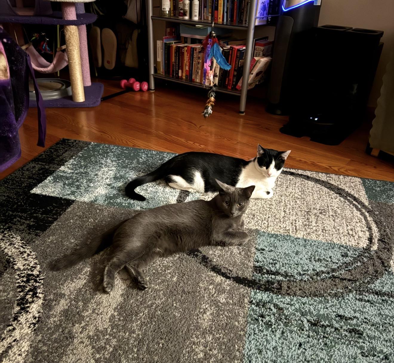 Adoree and Pogo, Adoptable, Young Female Domestic Short Hair.