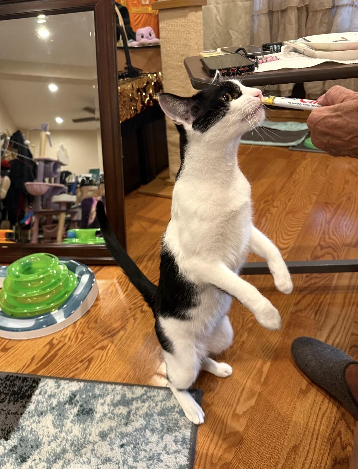 Enlarge Adoree and Pogo, a Adoptable Domestic Short Hair in Brooklyn, NY image 4/6