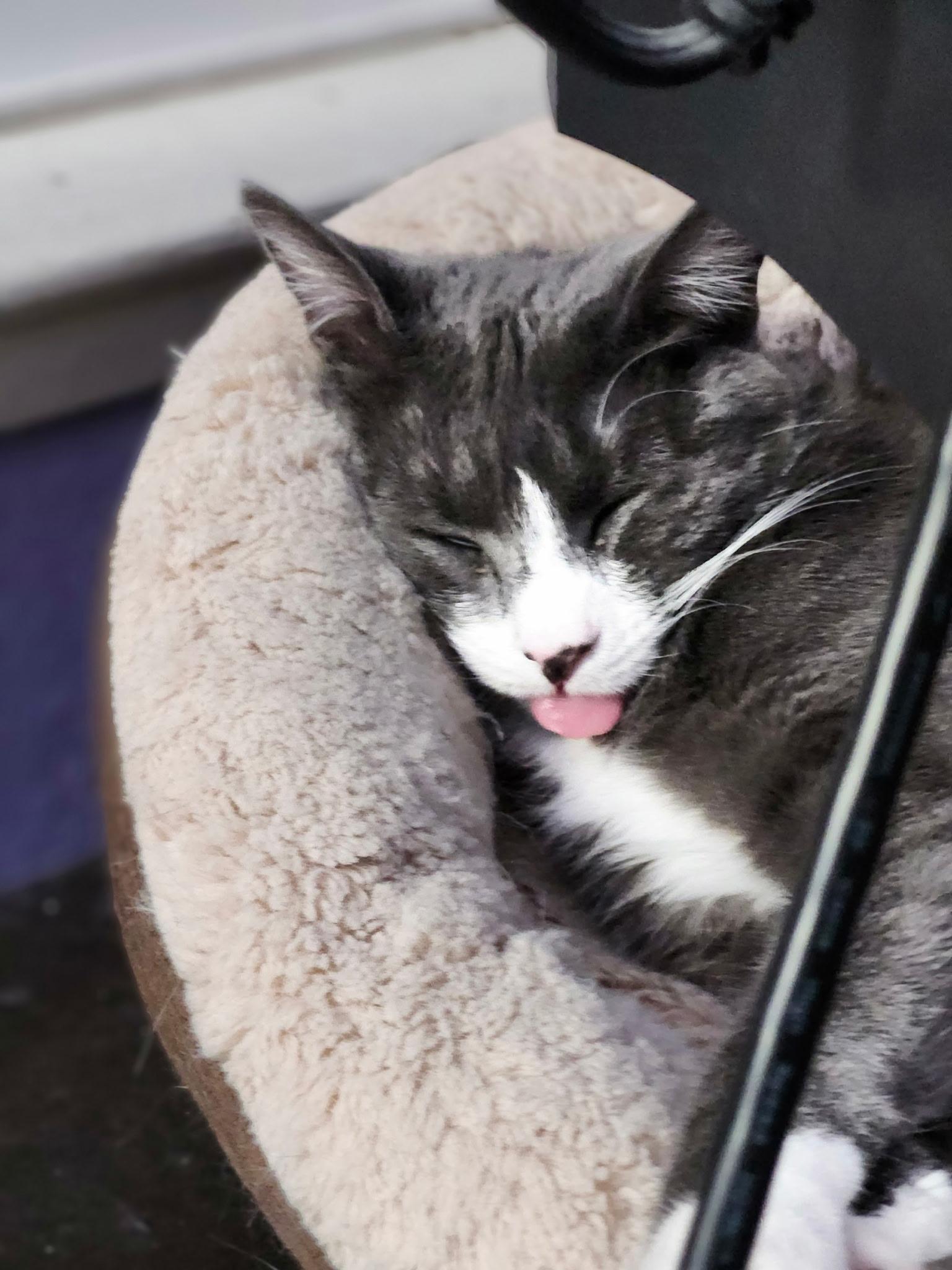 Shaggy, an adoptable Domestic Short Hair in Rio Linda, CA, 95673 | Photo Image 4