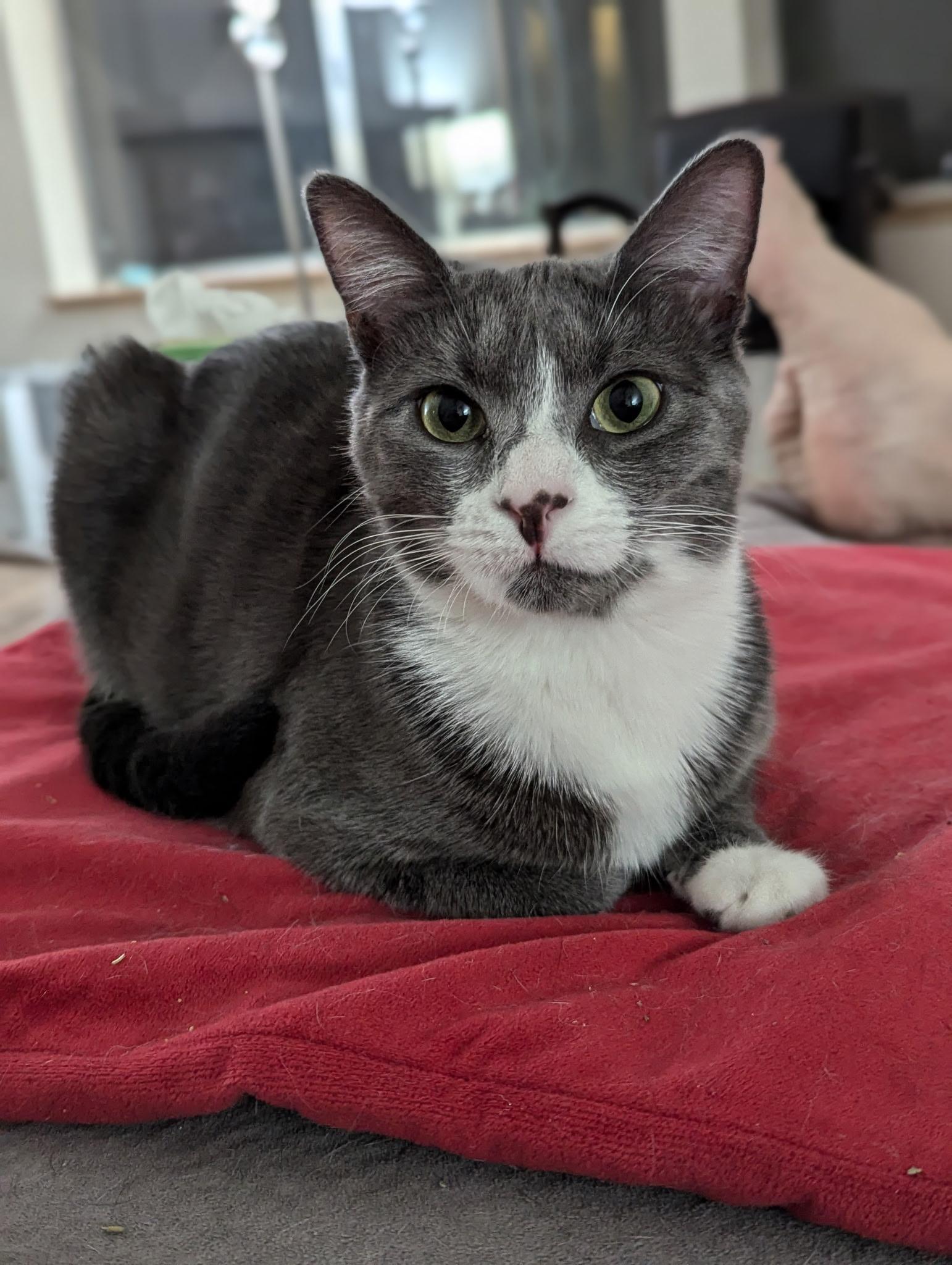 Shaggy, an adoptable Domestic Short Hair in Rio Linda, CA, 95673 | Photo Image 1