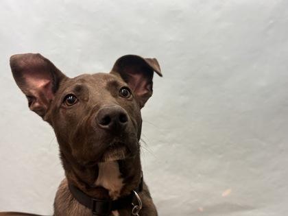 Butler, Adoptable, Young Male Pit Bull Terrier & Mixed Breed.