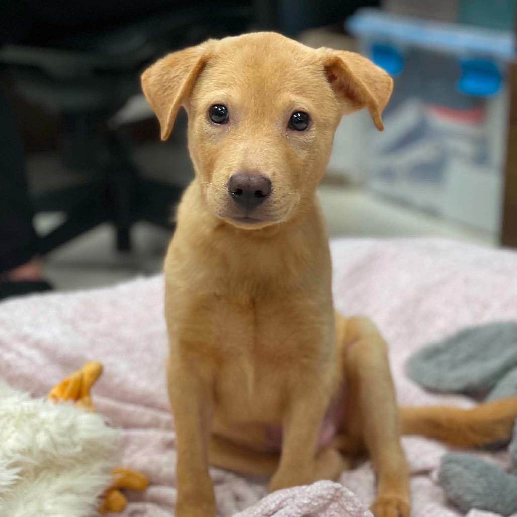 Enlarge Hopper, a Adoptable mixed breed in Pearland, TX image 1/6
