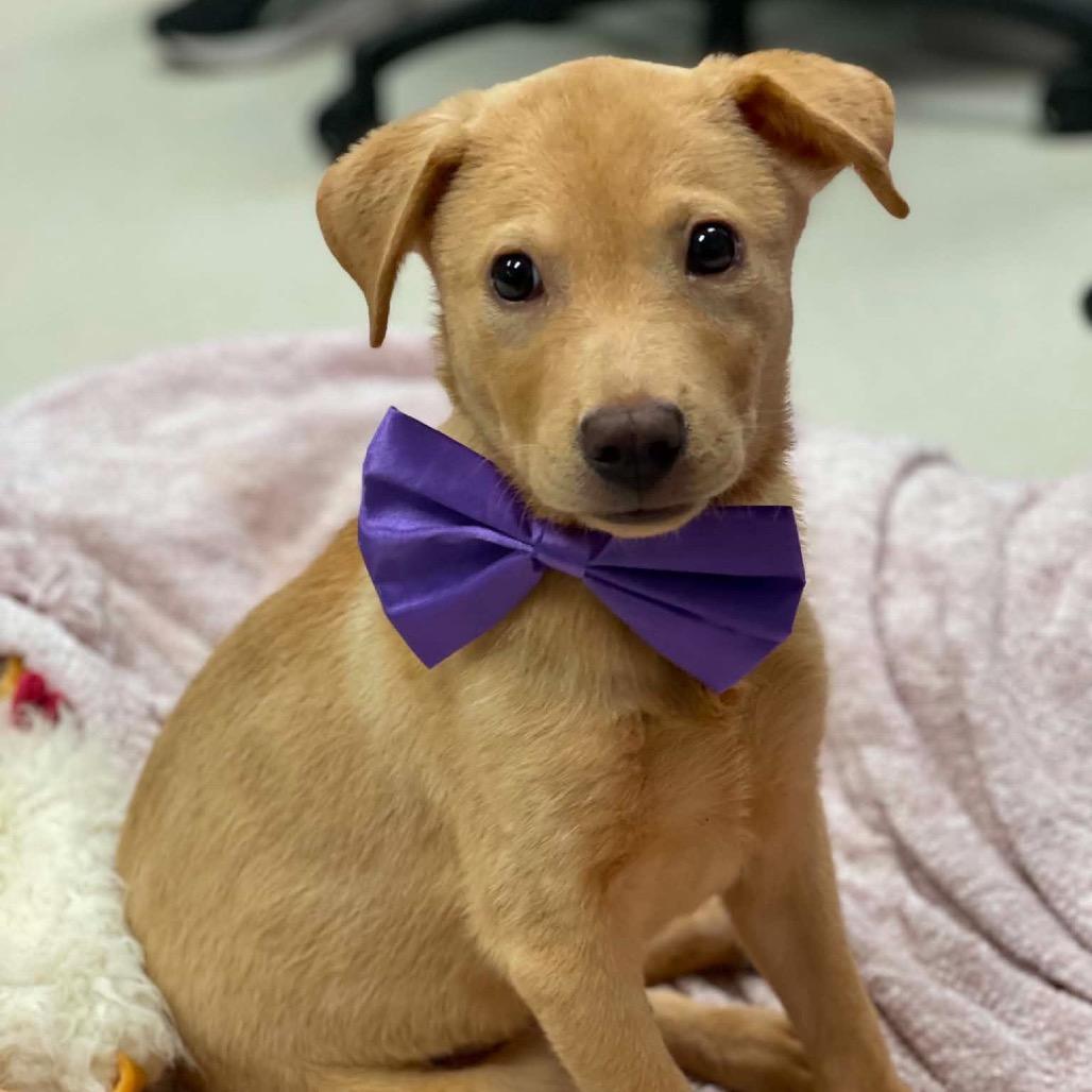 Enlarge Hopper, a Adoptable mixed breed in Pearland, TX image 2/6