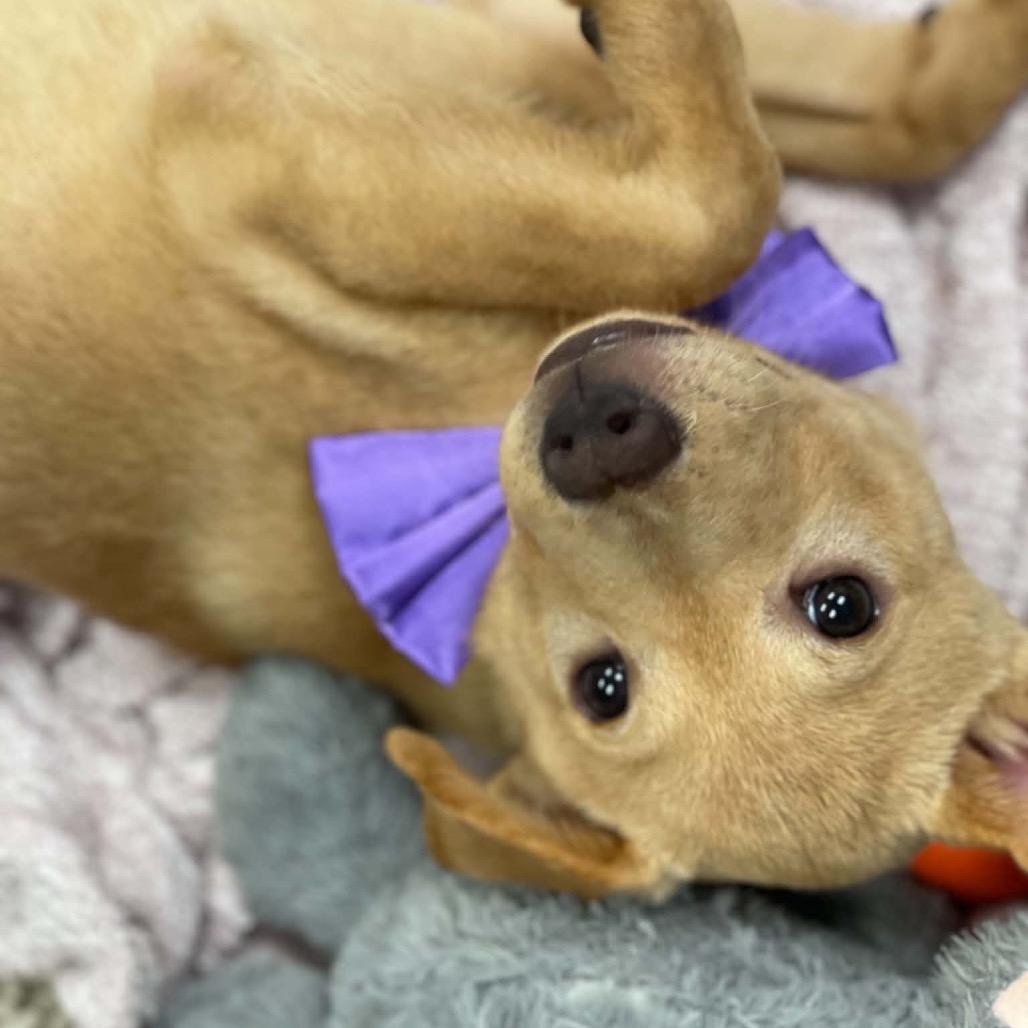 Enlarge Hopper, a Adoptable mixed breed in Pearland, TX image 3/6