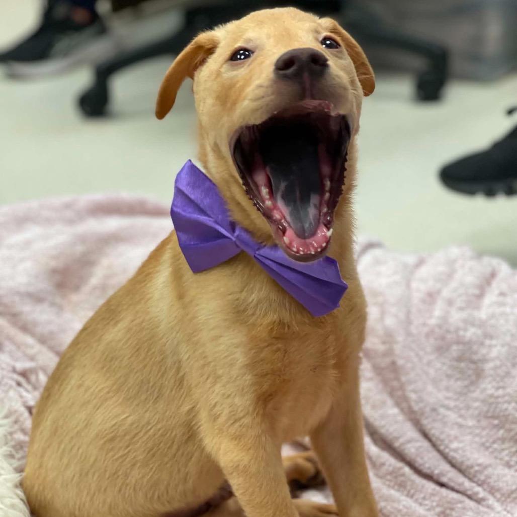 Enlarge Hopper, a Adoptable mixed breed in Pearland, TX image 4/6