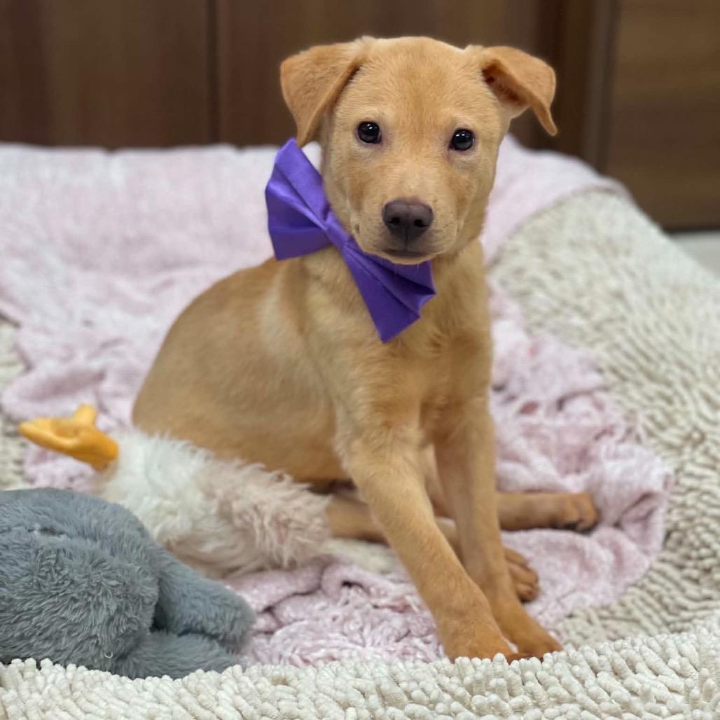Enlarge Hopper, a Adoptable mixed breed in Pearland, TX image 5/6
