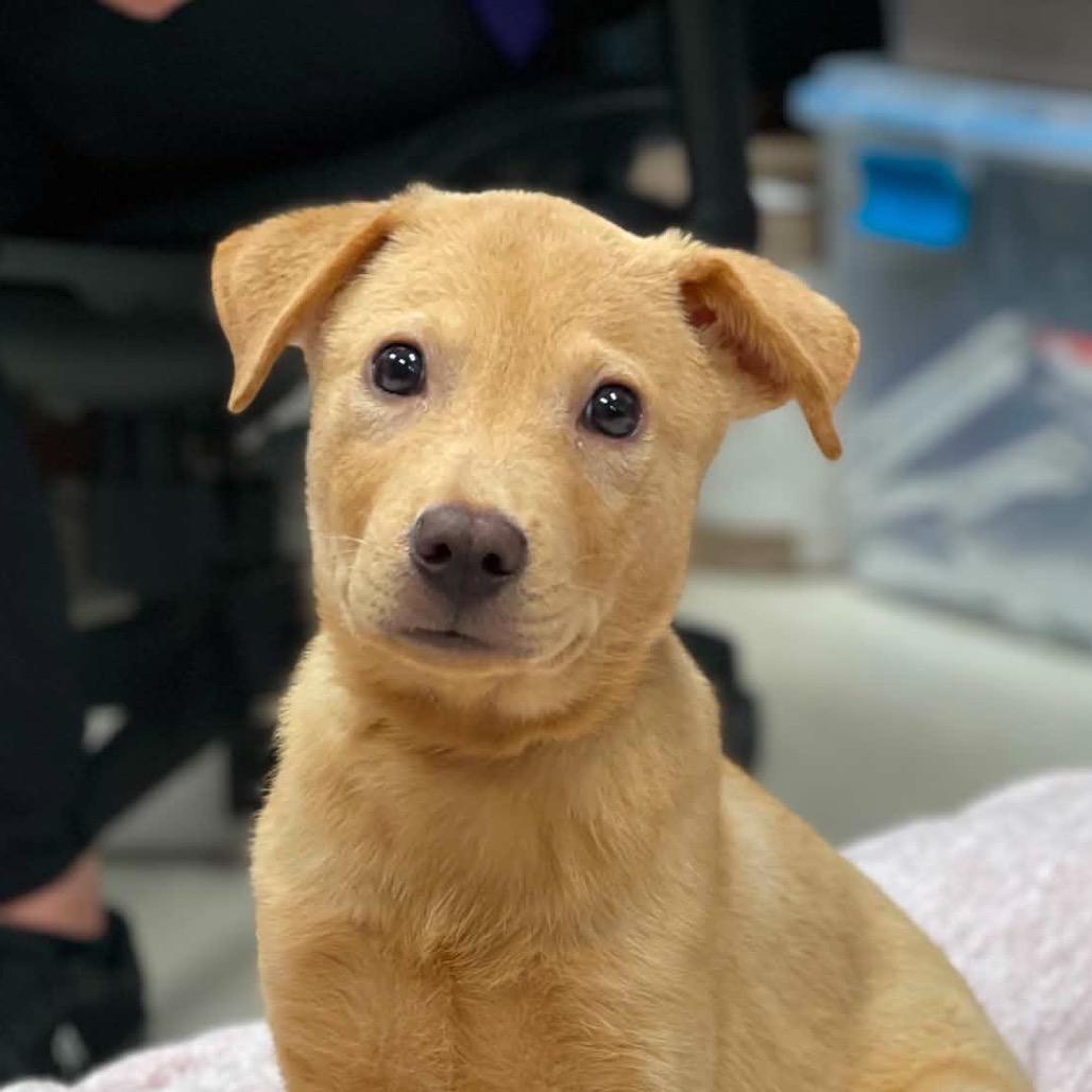 Enlarge Hopper, a Adoptable mixed breed in Pearland, TX image 6/6