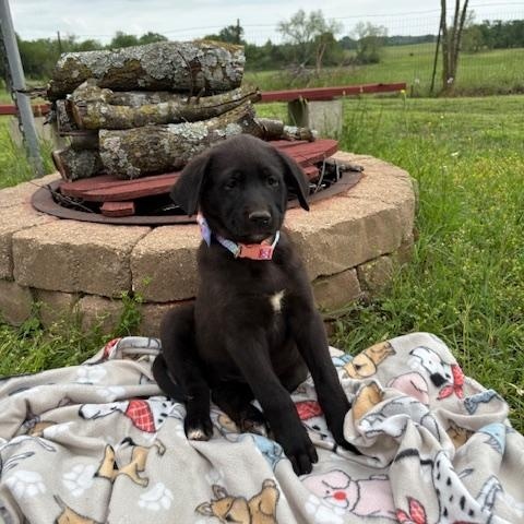CHEYENNE, ADOPTABLE, Puppy Female Black Labrador Retriever.