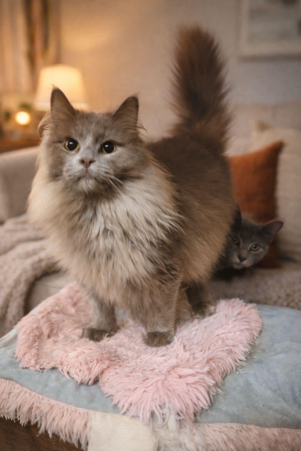 Enlarge Muddy (bonded with Wolfe), an adopted mixed breed in Quincy, OH image 1/1