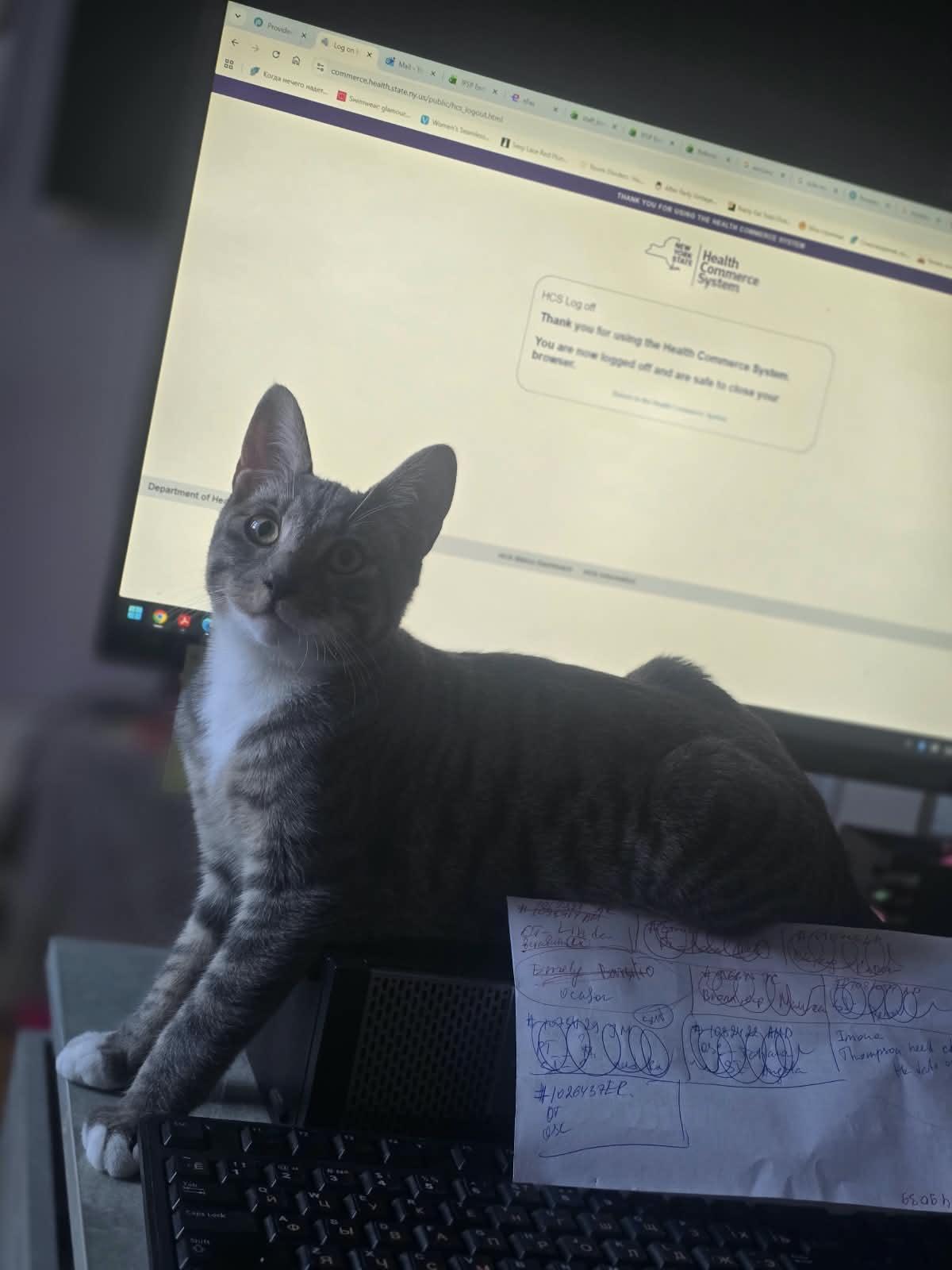 Tima, ADOPTABLE, Kitten Male American Shorthair.