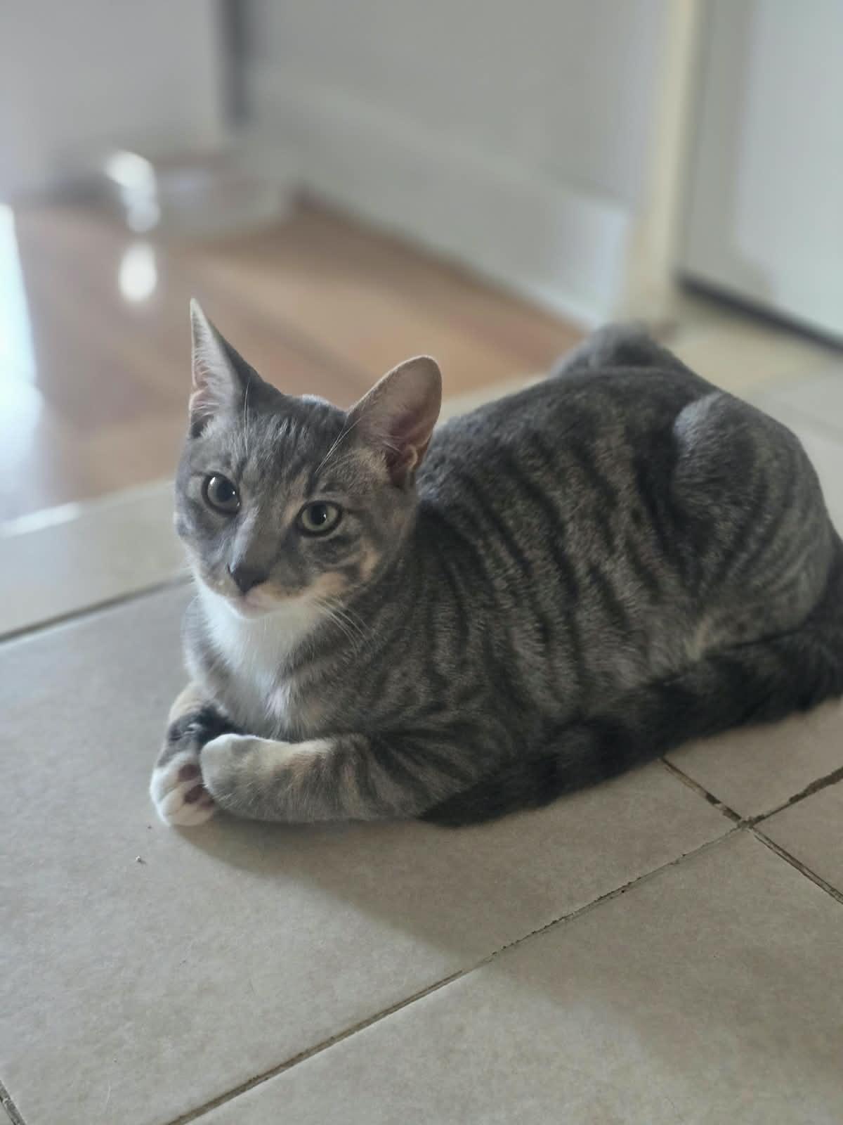 Enlarge Tima, a ADOPTABLE American Shorthair in Brooklyn, NY image 4/5
