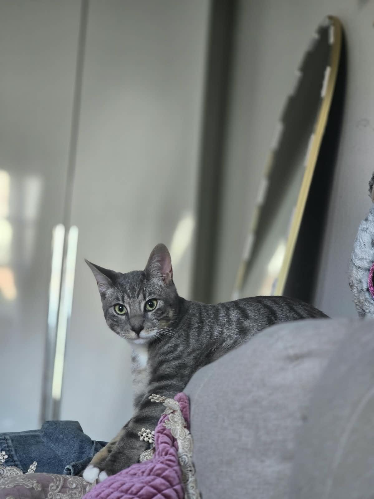 Enlarge Tima, a ADOPTABLE American Shorthair in Brooklyn, NY image 2/5
