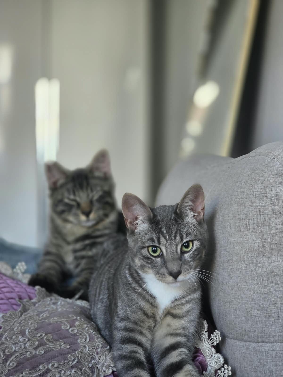 Enlarge Tima, a ADOPTABLE American Shorthair in Brooklyn, NY image 3/5
