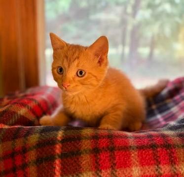 Enlarge Pooh, a Adoptable Domestic Short Hair in Andover, MN image 4/6