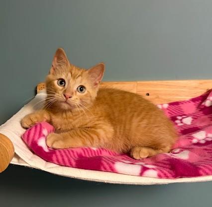 Enlarge Pooh, a Adoptable Domestic Short Hair in Andover, MN image 2/6