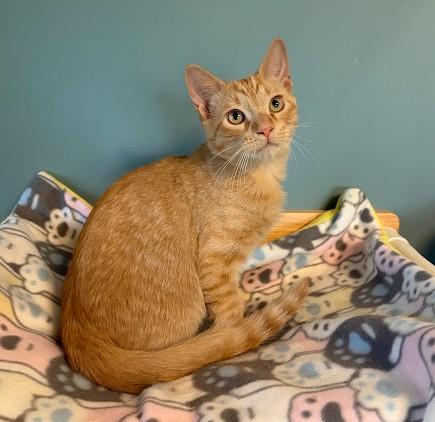 Enlarge Pooh, a Adoptable Domestic Short Hair in Andover, MN image 1/6