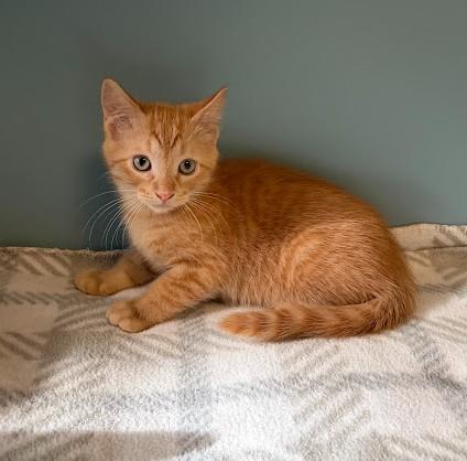 Enlarge Pooh, a Adoptable Domestic Short Hair in Andover, MN image 3/6