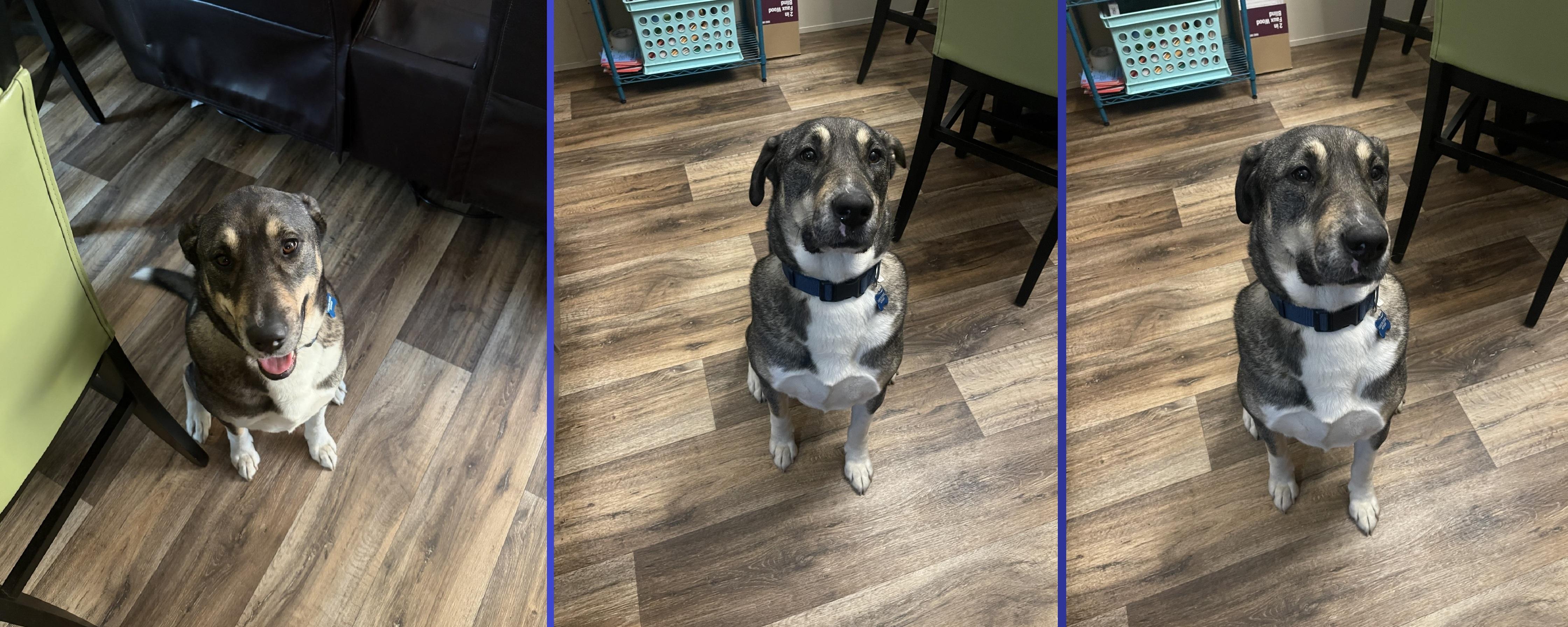 Enlarge Bruno (FKA Ravenclaw), an adoptable mixed breed in Orlando, FL image 5/6