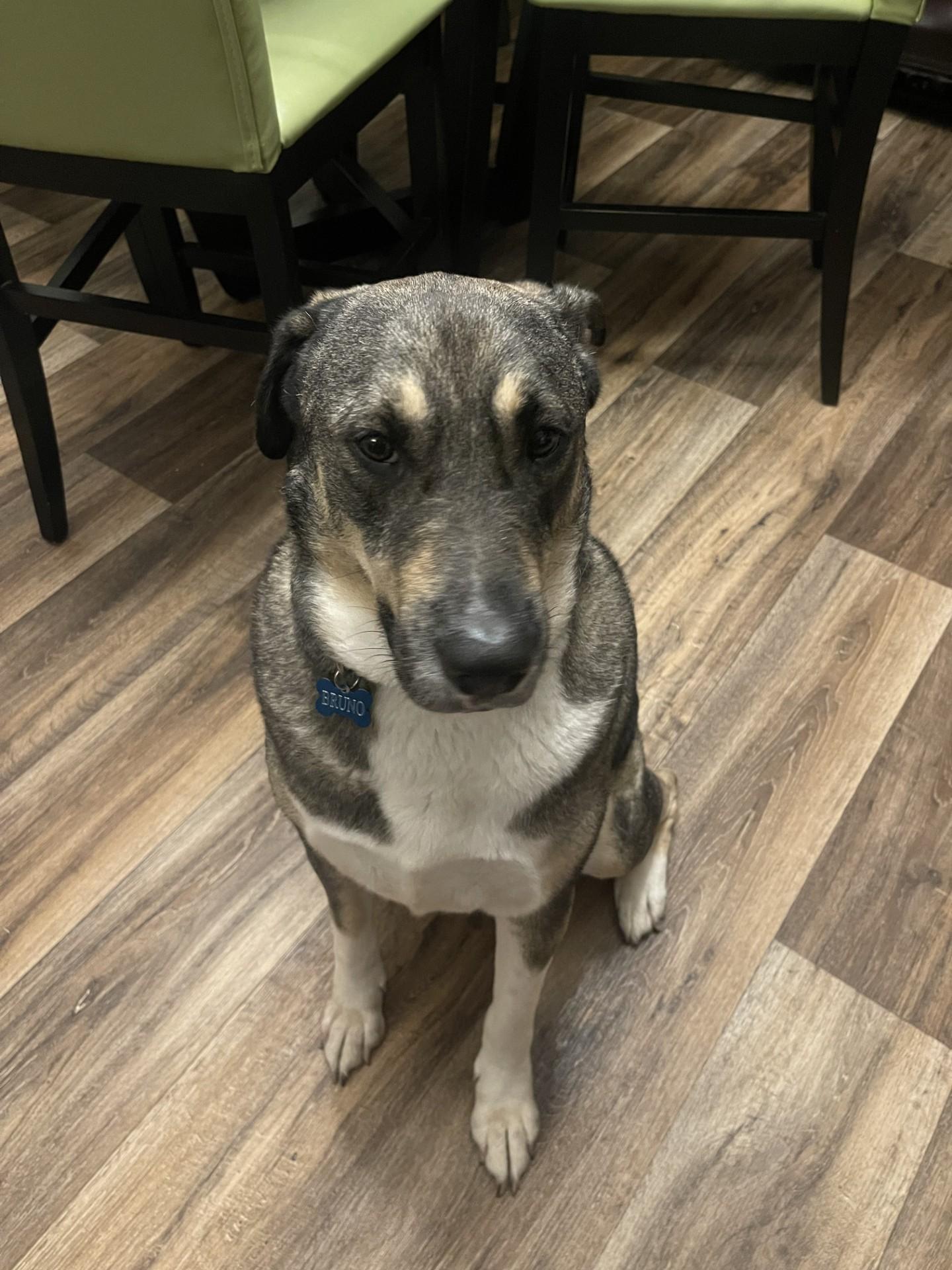 Enlarge Bruno (FKA Ravenclaw), an adoptable mixed breed in Orlando, FL image 2/6