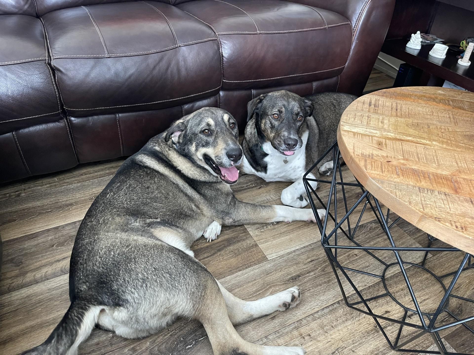 Bruno (FKA Ravenclaw), adoptable, Adult Male Husky & Labrador Retriever.