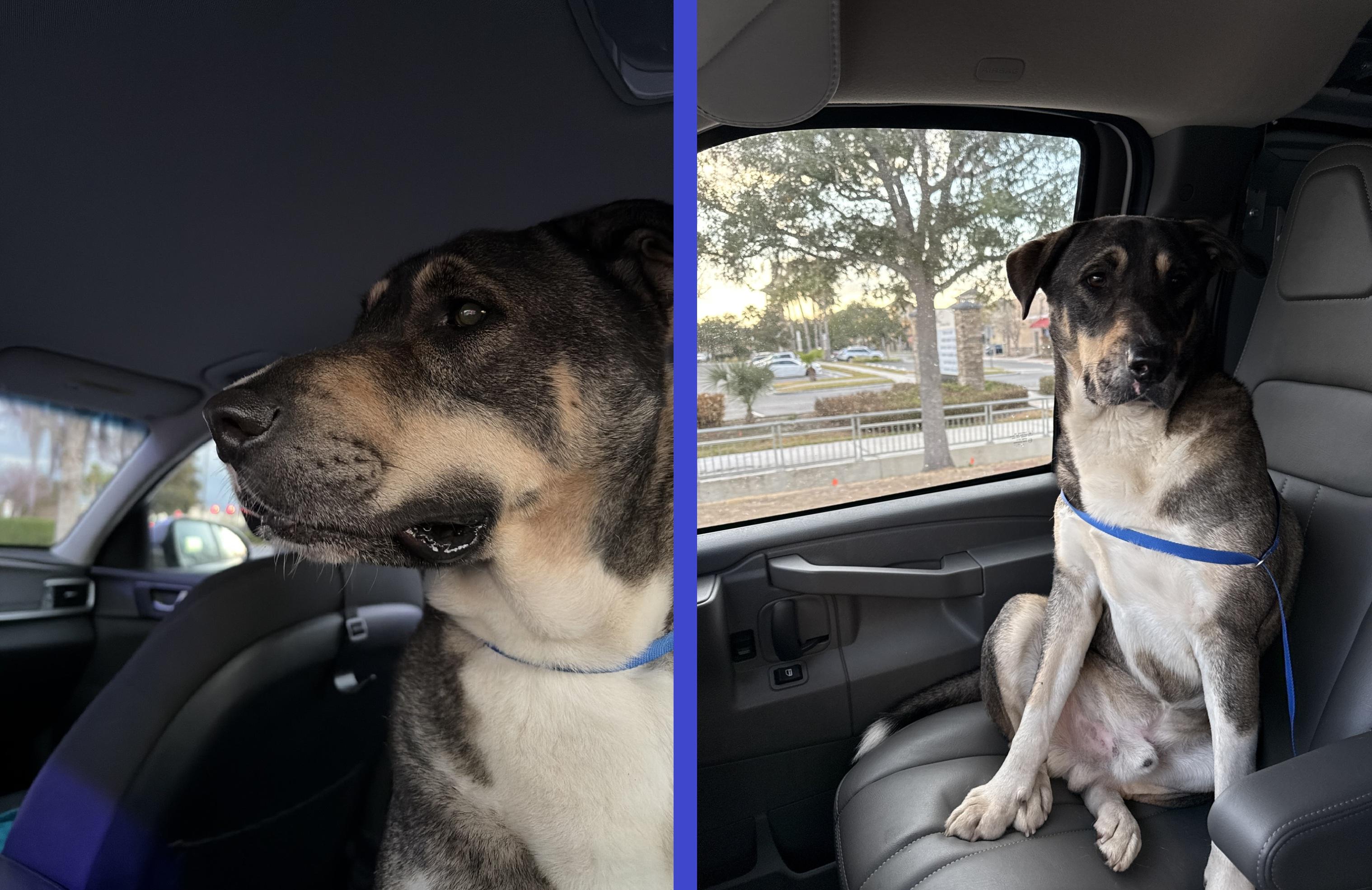 Bruno (FKA Ravenclaw), an adoptable mixed breed in Orlando, FL image 2/6