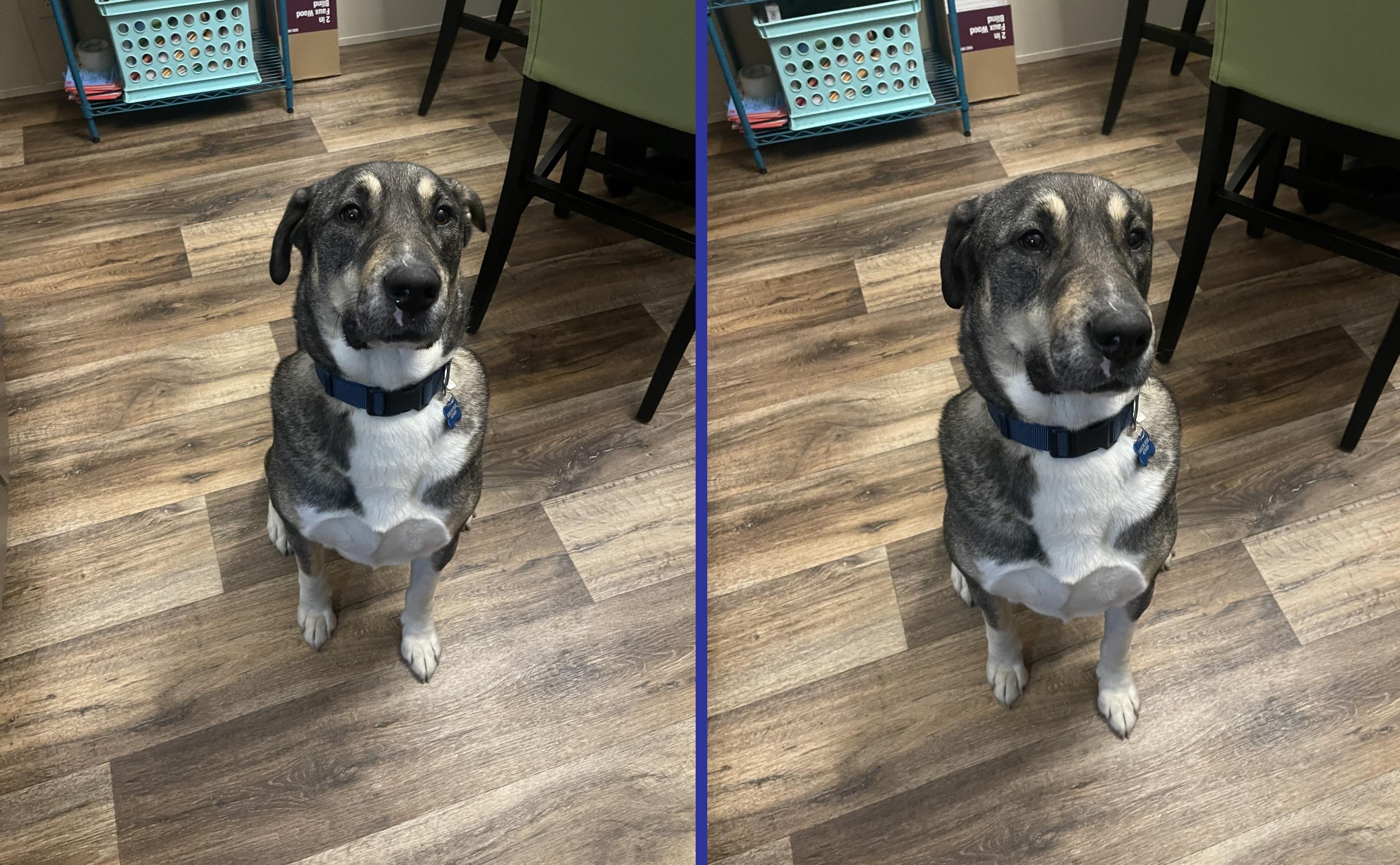 Bruno (FKA Ravenclaw), an adoptable mixed breed in Orlando, FL image 2/6