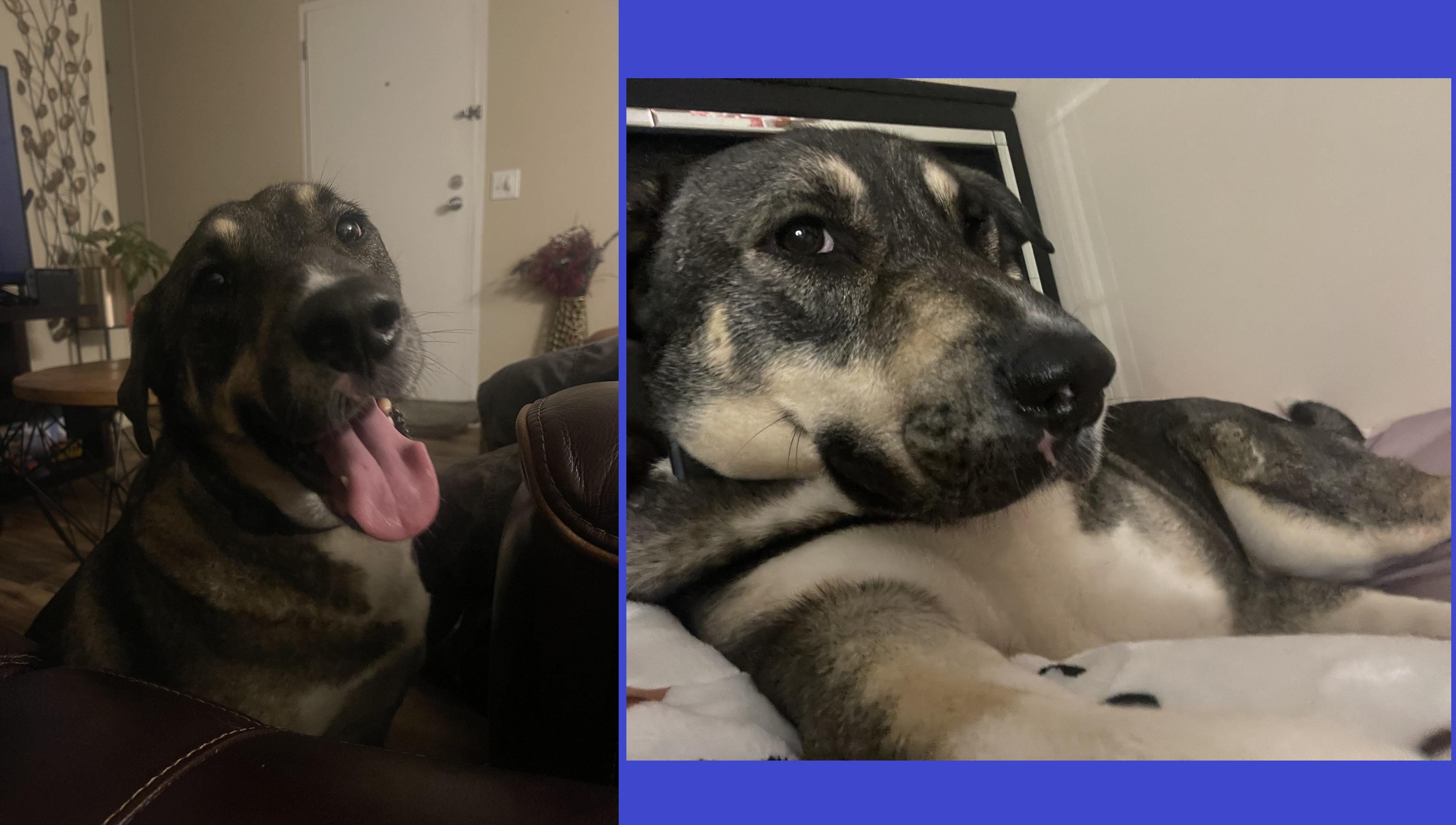 Enlarge Bruno (FKA Ravenclaw), an adoptable mixed breed in Orlando, FL image 4/6