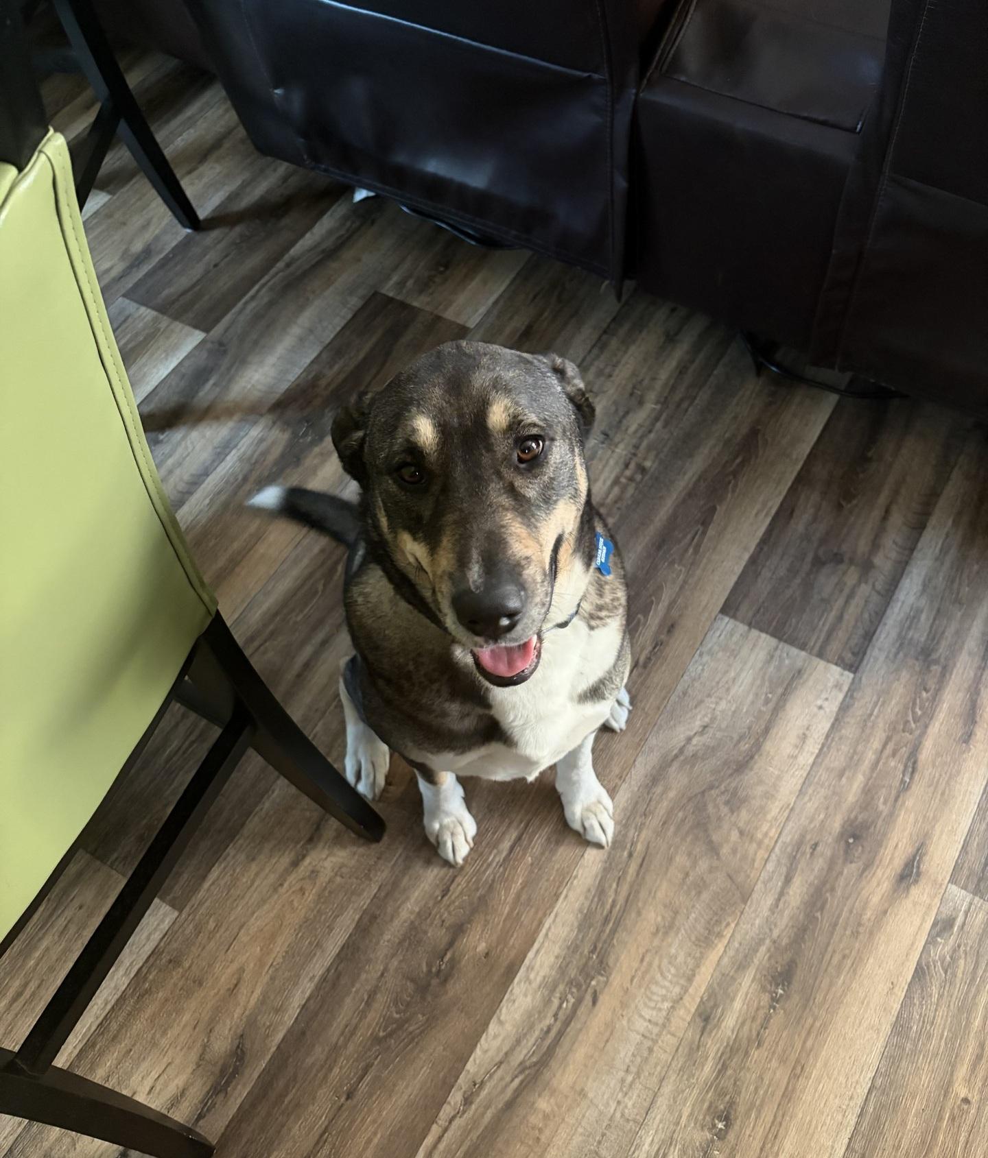 Bruno (FKA Ravenclaw), an adoptable mixed breed in Orlando, FL image 1/6