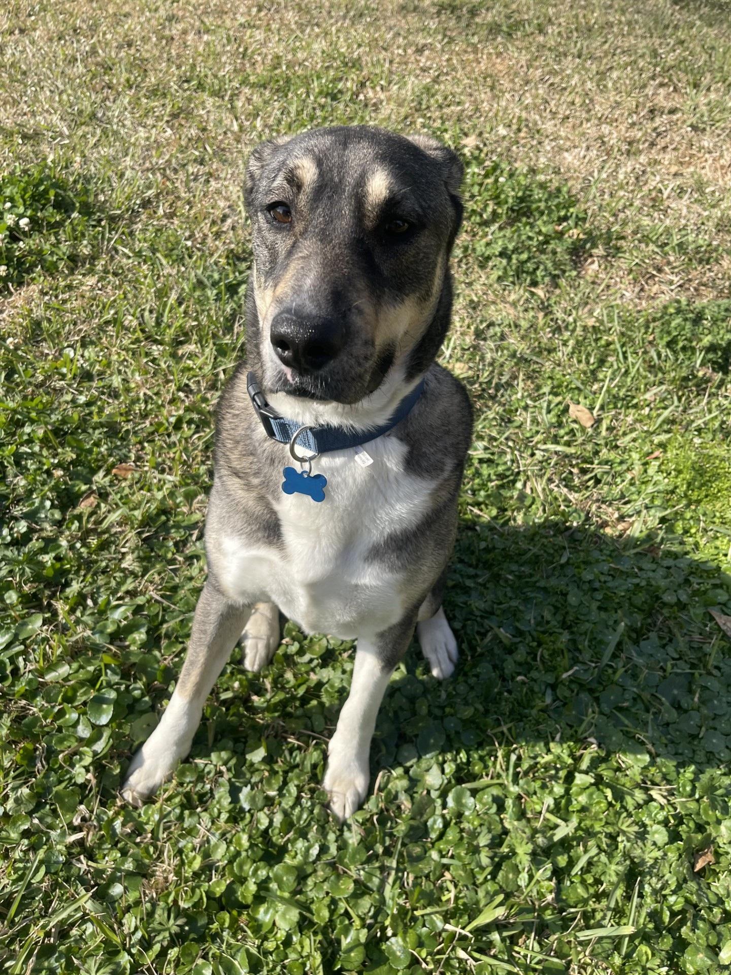 Enlarge Bruno (FKA Ravenclaw), an adoptable mixed breed in Orlando, FL image 1/6