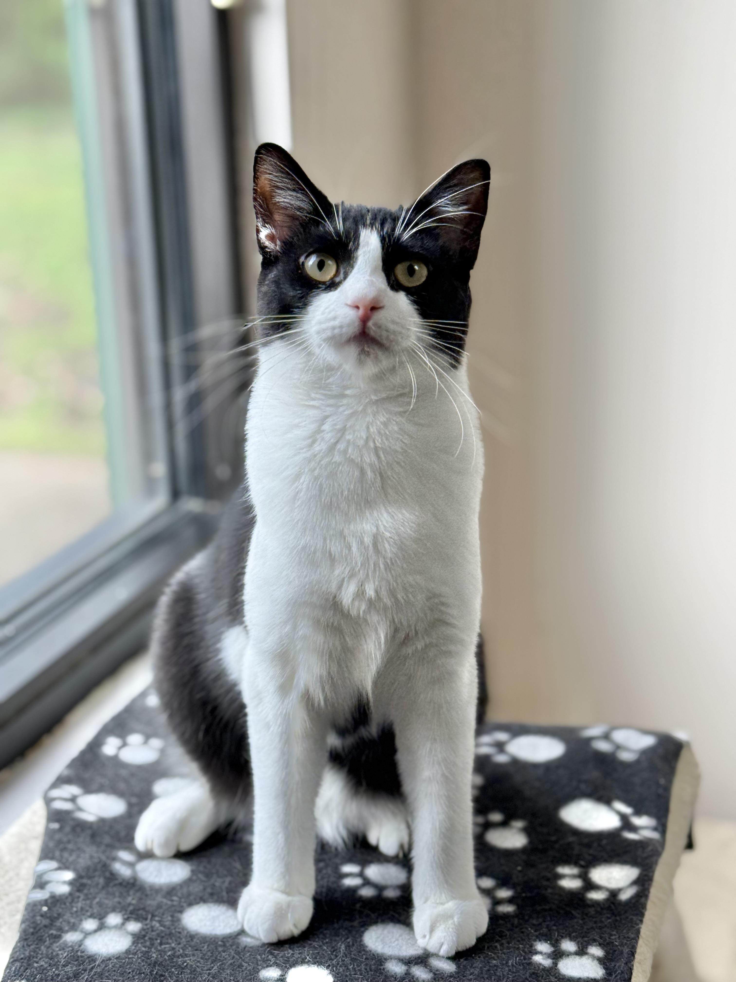 Enlarge Kelly, an adopted Domestic Short Hair in Collierville, TN image 4/6